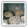 LEAF TOBACCO SHREDDED TOBACCO raw tobacco leaf dark air cured tobacco rustica tobacco FLUE CURED TOBACCO